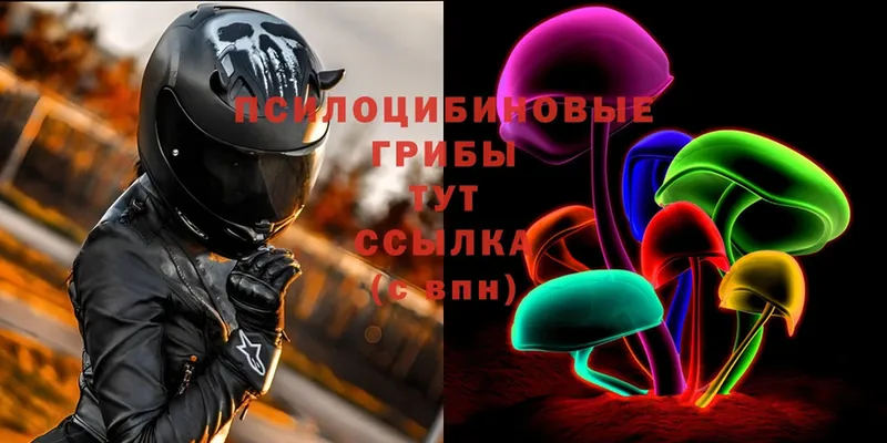 Псилоцибиновые грибы Psilocybine cubensis  Трубчевск 